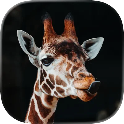 Targu Kids icon